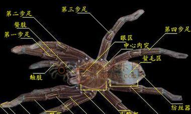 HTTPS站点如何优化才能吸引百度蜘蛛抓取？抓取失败的原因有哪些？